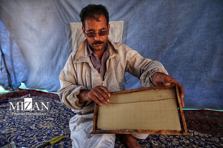 پرورش زنبور عسل