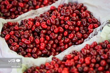 برداشت زغال‌اخته از باغات الموت قزوین