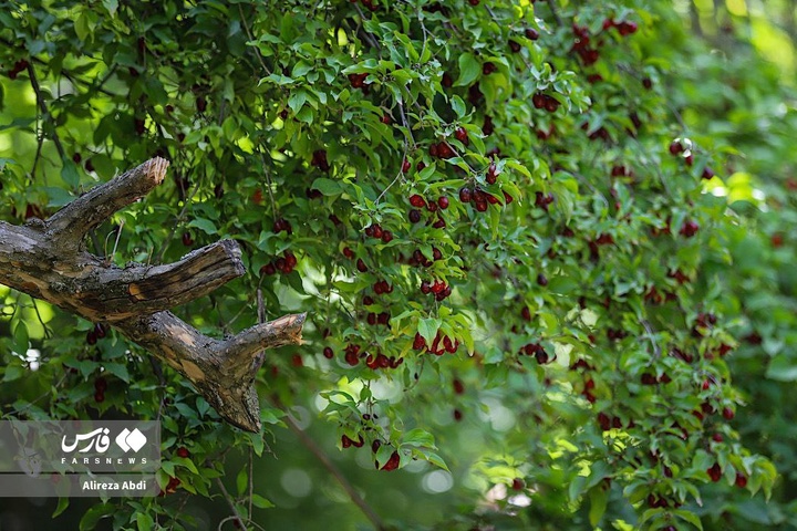 برداشت زغال‌اخته از باغات الموت قزوین