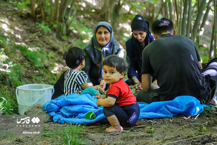 برداشت زغال‌اخته از باغات الموت قزوین