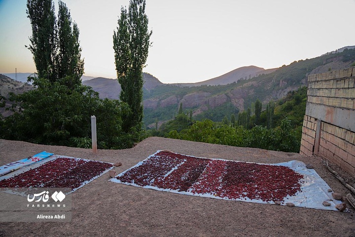 برداشت زغال‌اخته از باغات الموت قزوین