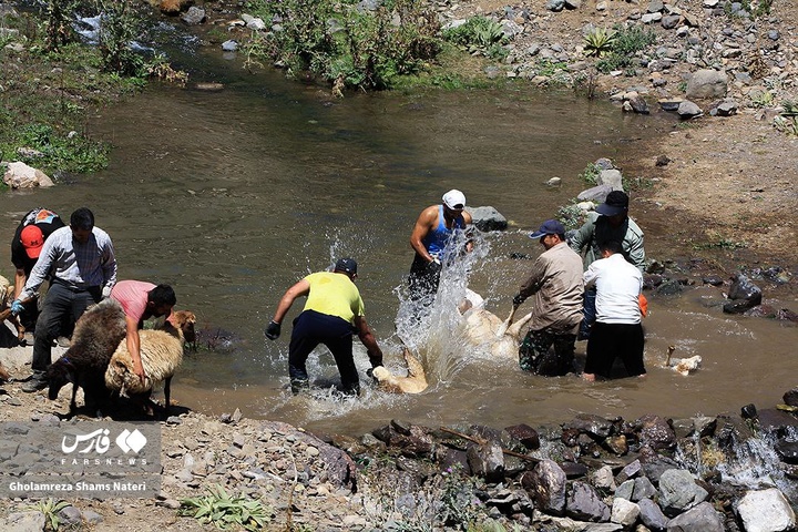 شست‌و‌شوی گوسفندان در چالوس