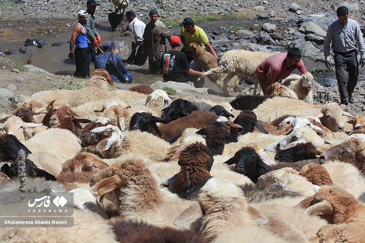 شست‌و‌شوی گوسفندان در چالوس