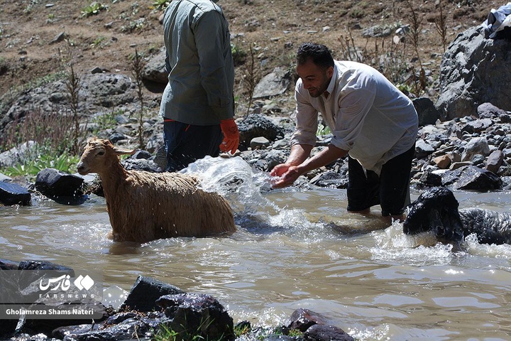 شست‌و‌شوی گوسفندان در چالوس