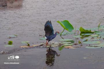 کیاکلایه بهشت «پرنده نگری» در قلب گیلان