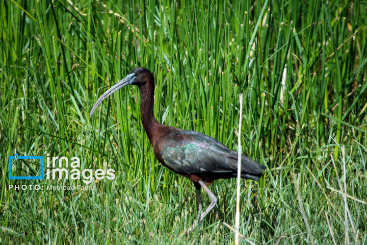 تالاب های  درگه و سولدوز