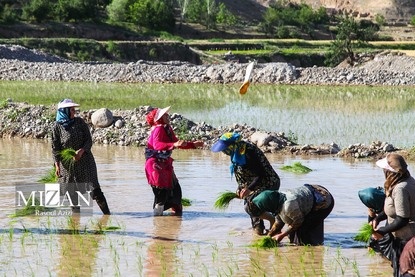 شالیزارهای کلات نادری