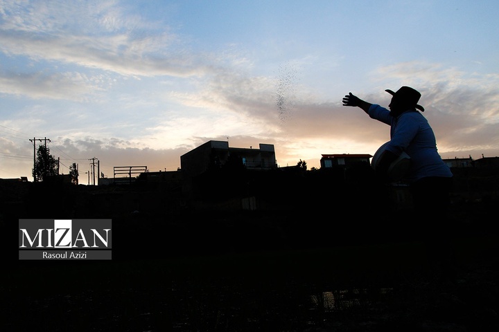 شالیزارهای کلات نادری