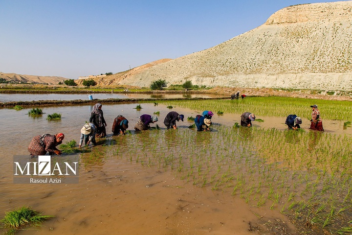 شالیزارهای کلات نادری