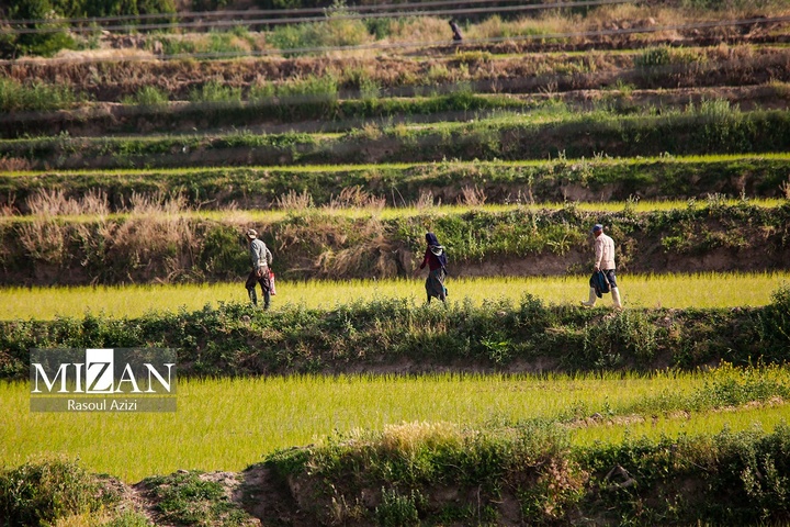 شالیزارهای کلات نادری