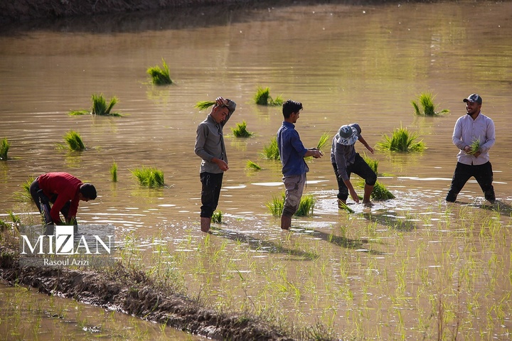 شالیزارهای کلات نادری