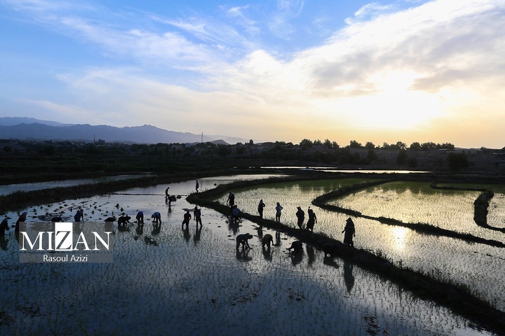 شالیزارهای کلات نادری