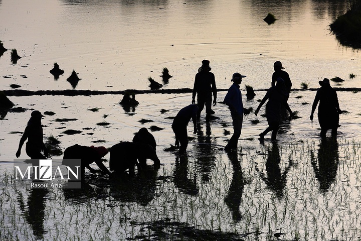 شالیزارهای کلات نادری