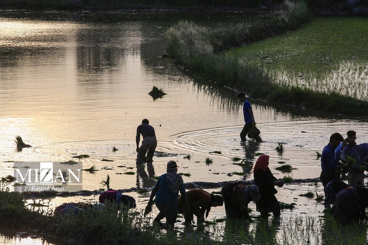 شالیزارهای کلات نادری