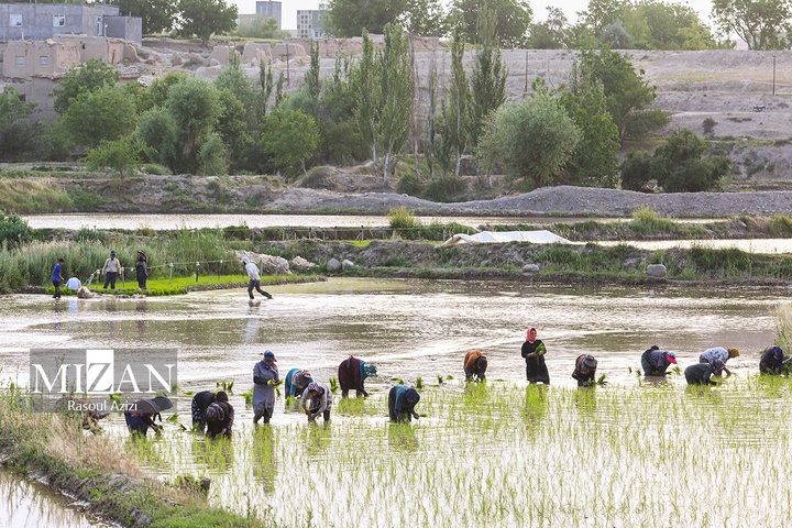 شالیزارهای کلات نادری