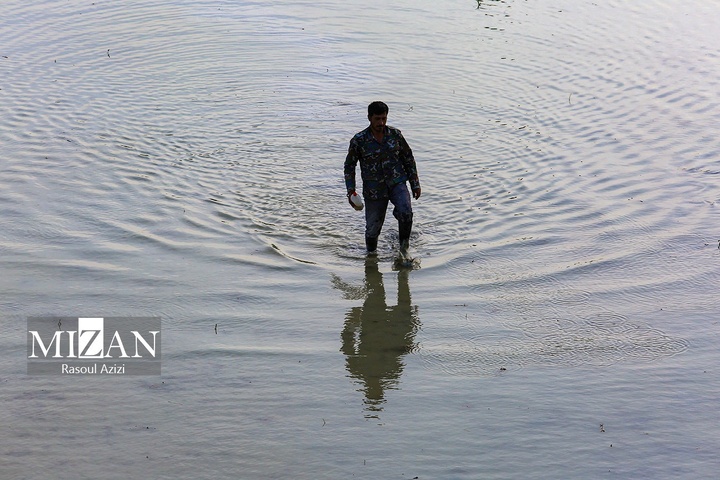 شالیزارهای کلات نادری