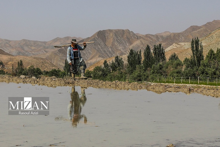 شالیزارهای کلات نادری