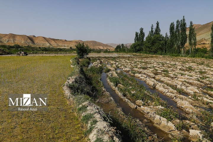 شالیزارهای کلات نادری