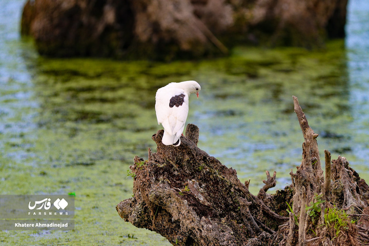 کیاکلایه بهشت «پرنده نگری» در قلب گیلان