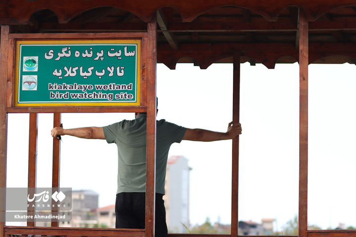 کیاکلایه بهشت «پرنده نگری» در قلب گیلان