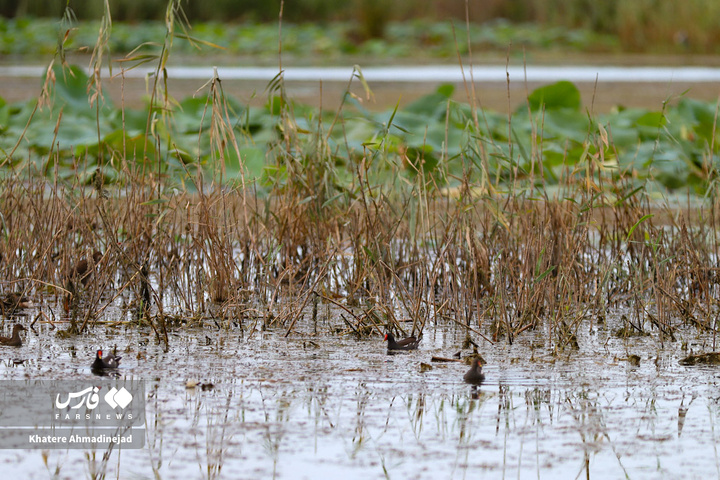 کیاکلایه بهشت «پرنده نگری» در قلب گیلان