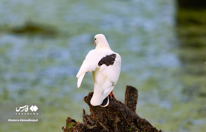 کیاکلایه بهشت «پرنده نگری» در قلب گیلان
