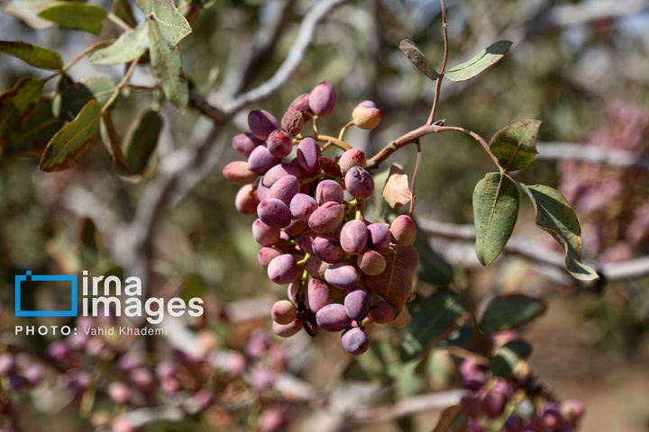 برداشت و فرآوری پسته