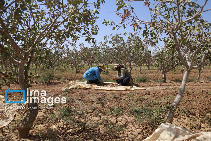 برداشت و فرآوری پسته