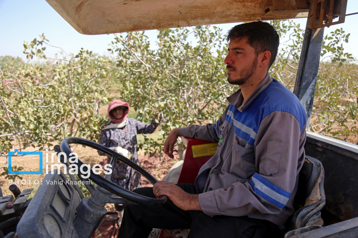 برداشت و فرآوری پسته