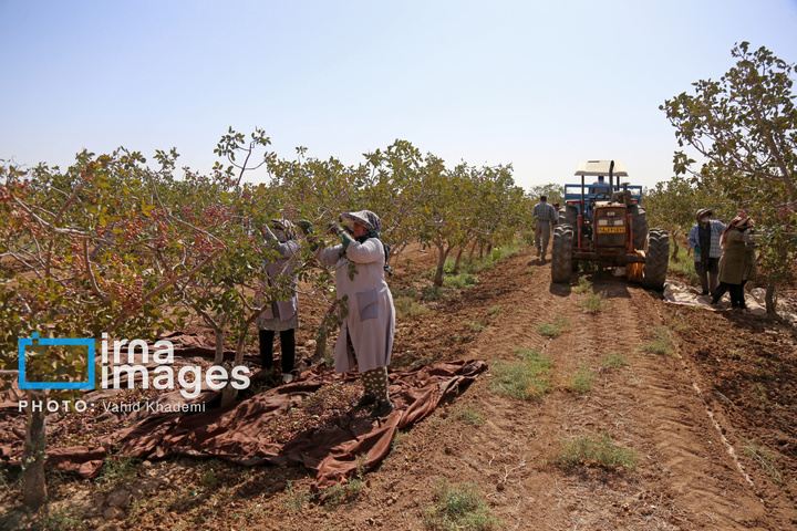 برداشت و فرآوری پسته
