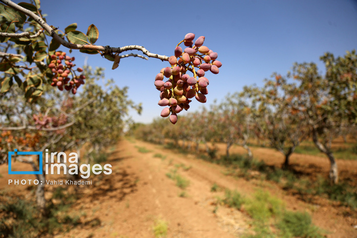 برداشت و فرآوری پسته