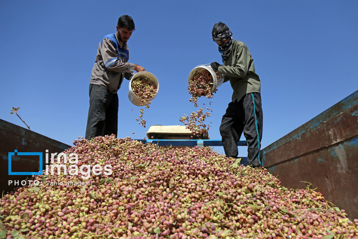 برداشت و فرآوری پسته