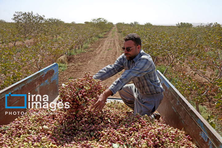برداشت و فرآوری پسته