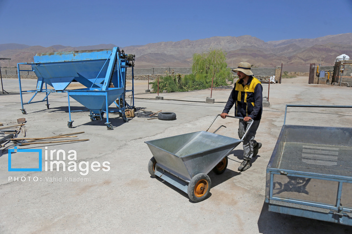 برداشت و فرآوری پسته