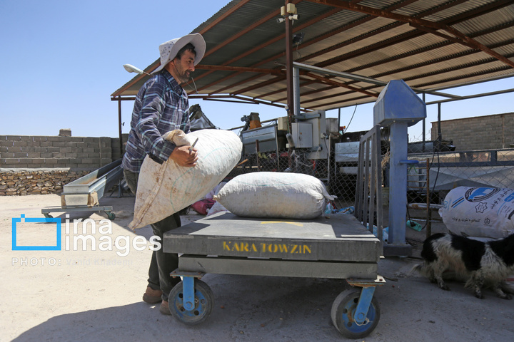 برداشت و فرآوری پسته