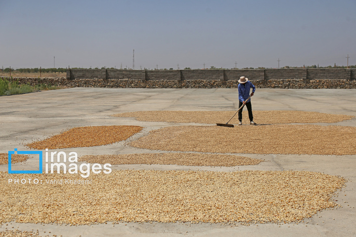 برداشت و فرآوری پسته