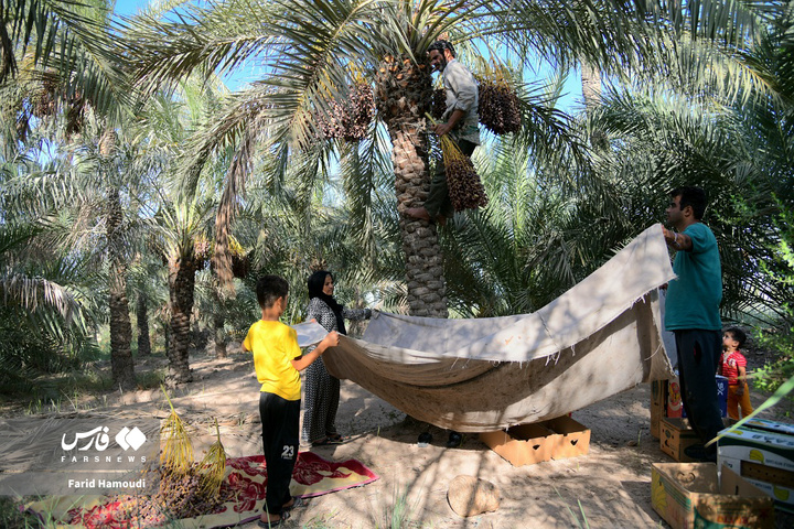 برداشت خرما در آبادان