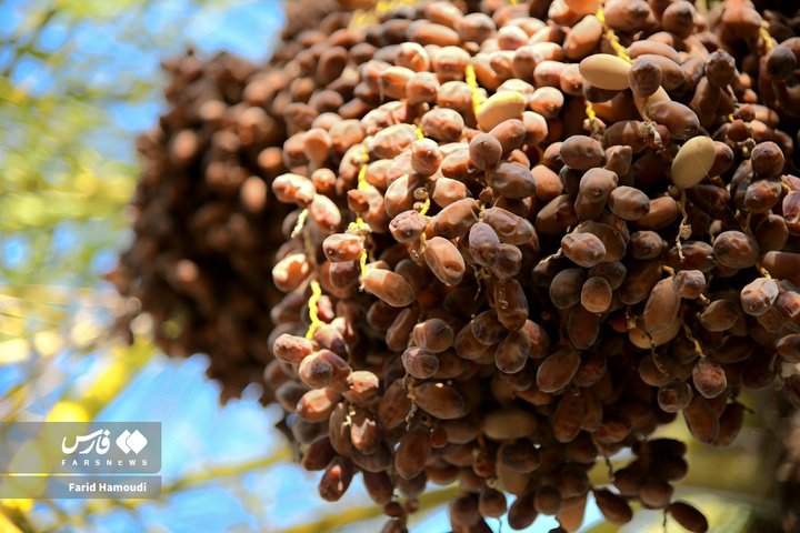 برداشت خرما در آبادان