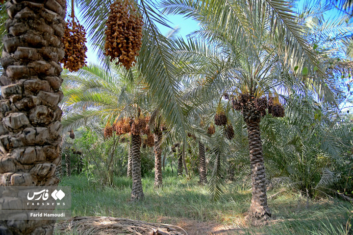 برداشت خرما در آبادان