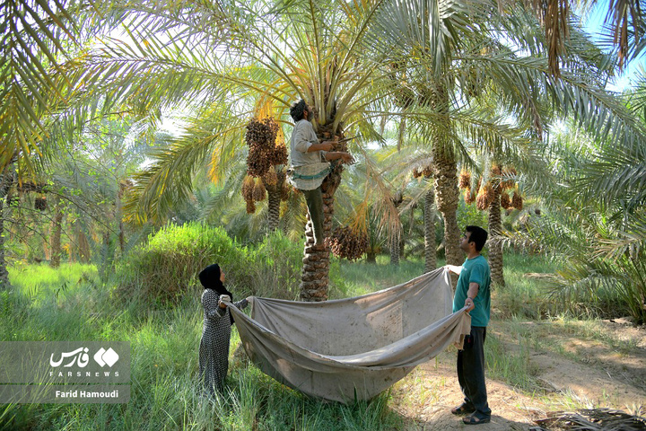 برداشت خرما در آبادان