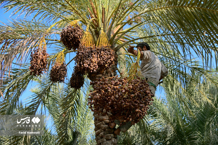 برداشت خرما در آبادان