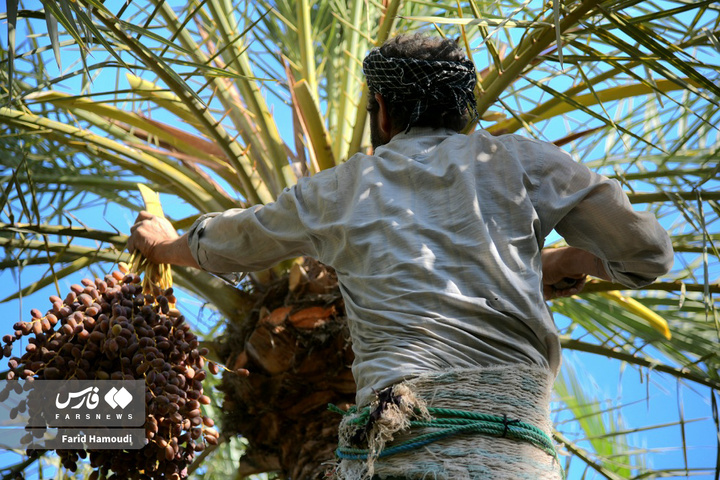 برداشت خرما در آبادان
