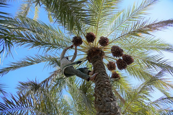 برداشت خرما در آبادان