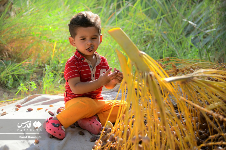 برداشت خرما در آبادان