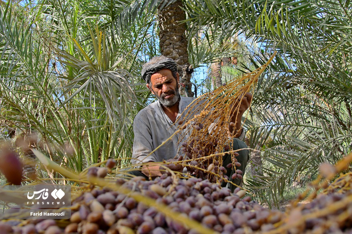 برداشت خرما در آبادان