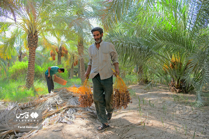 برداشت خرما در آبادان
