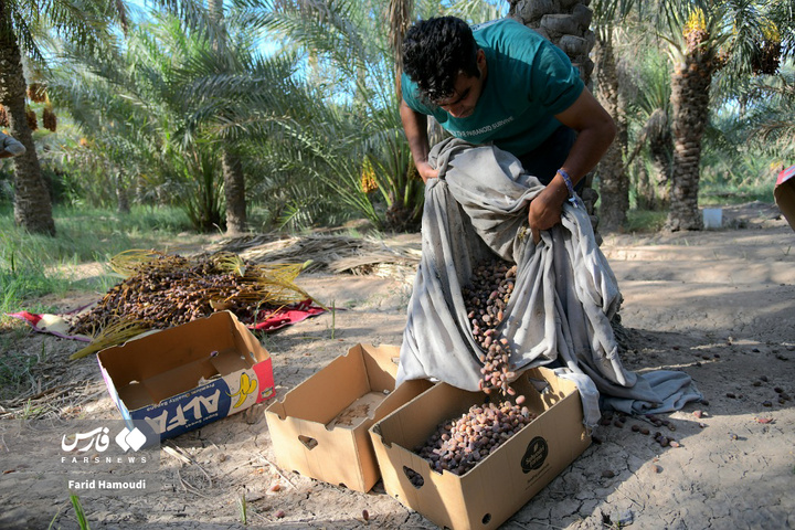 برداشت خرما در آبادان