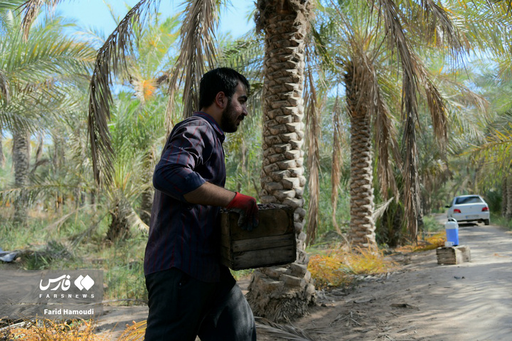 برداشت خرما در آبادان