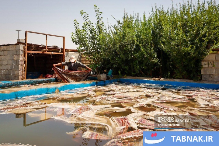 هنر چاپ سفره قلمکار