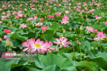 تالاب انزلی؛ چشم‌اندازی تماشایی از طبیعت شمال ایران